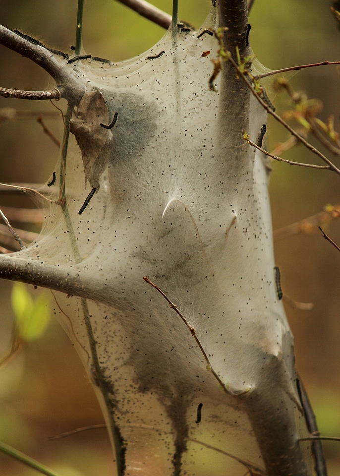 Silk tent larval stage caterpillar