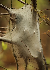 Silk tent larval stage caterpillar