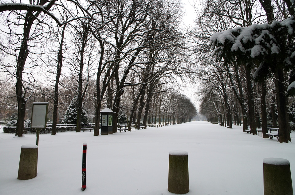 Ice trees park