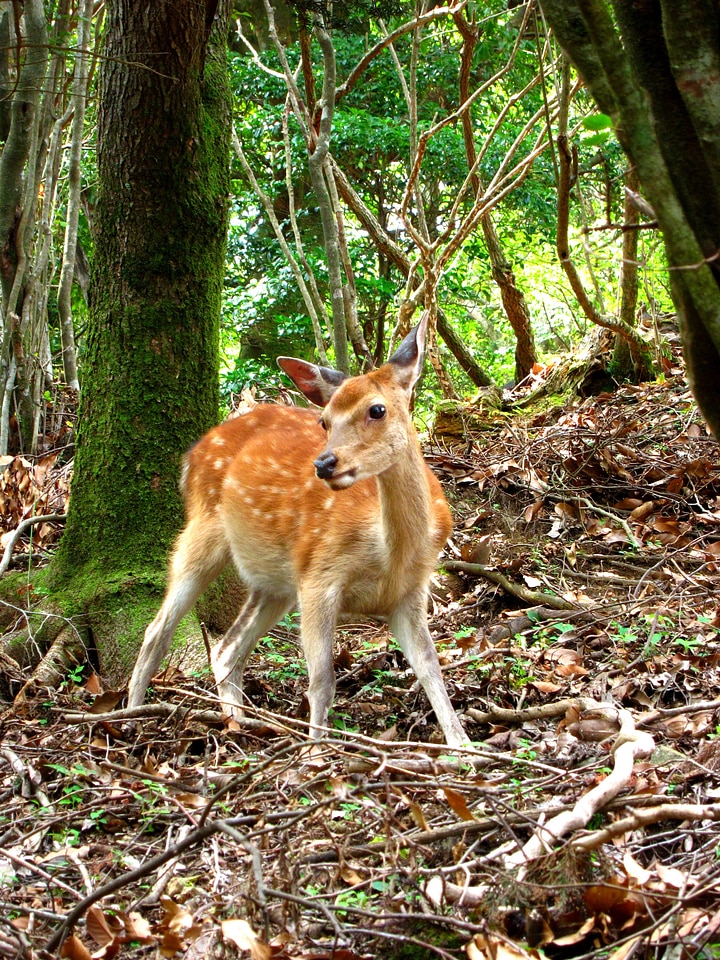Animal woods wood