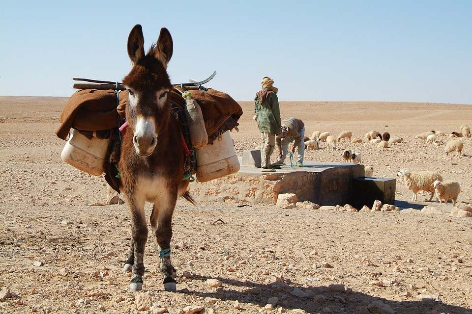 Desert tunisia shepherds