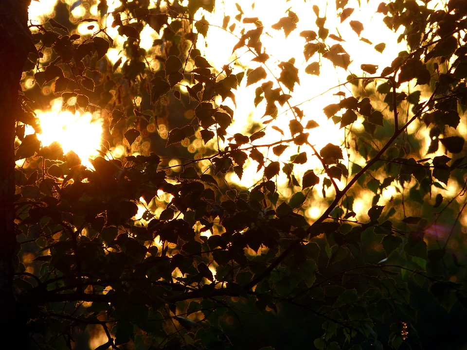 Sky sun morning