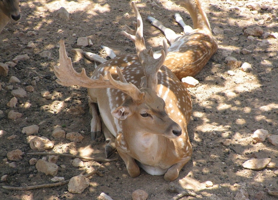 Stag male horns photo