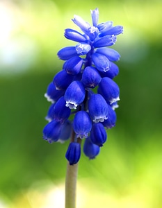 Flower plant nature