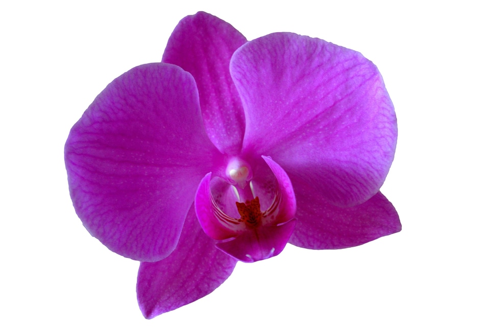 Purple purple flower close up