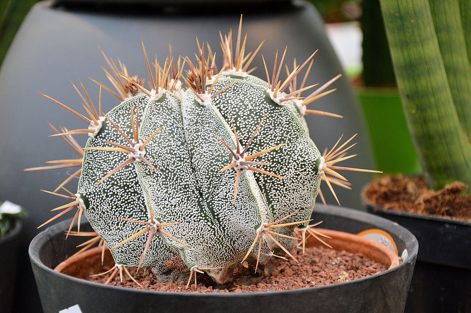 Ornamental indoor houseplant