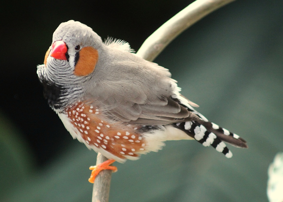 Zebra finch finch zebra