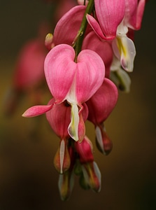 Heart shaped flowers floral plant photo