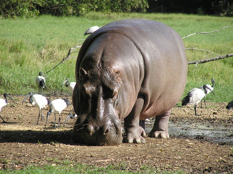 Africa nature animals