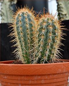 Spines thorns potted