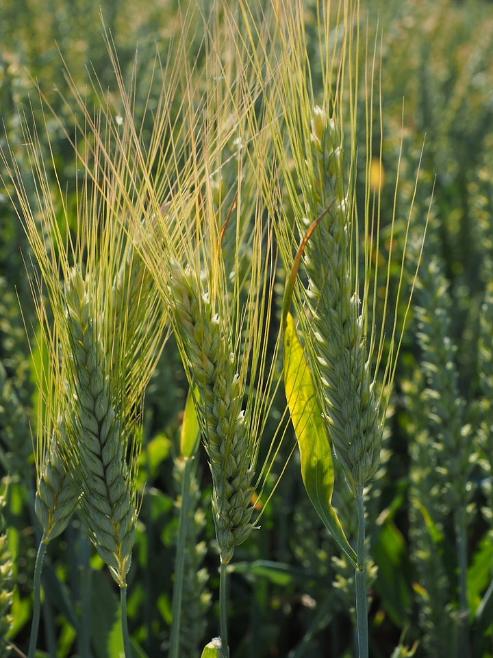 Field agriculture grain