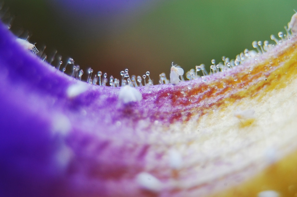 Close up tropical africa thunbergia battiscombei
