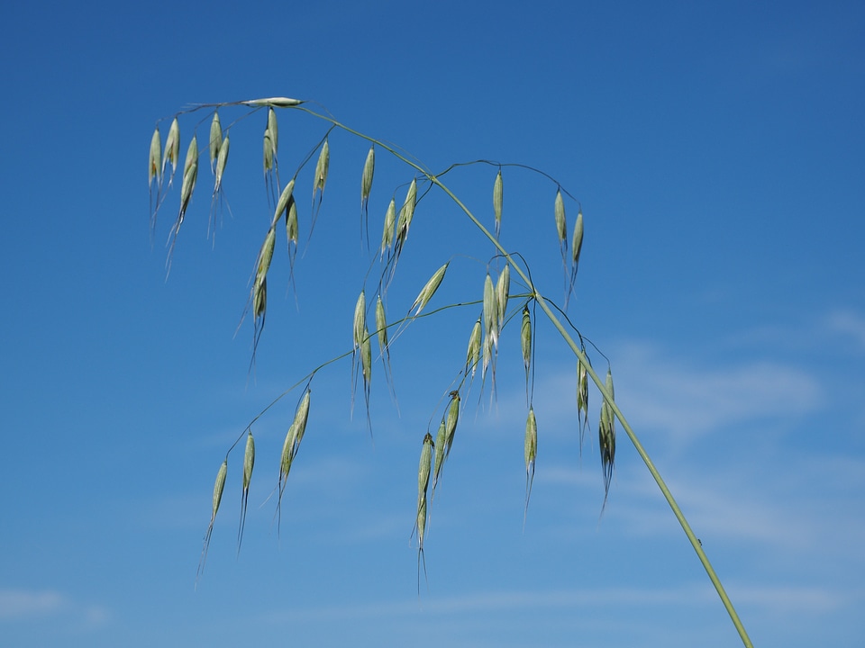 Agriculture avena licorice