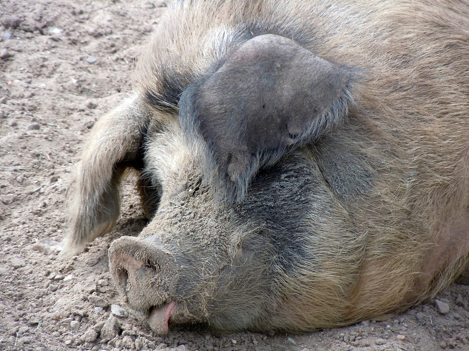 Pig's head close up livestock