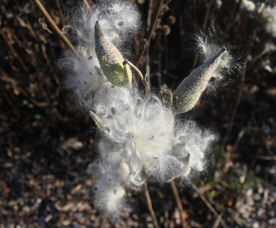 Cotton wool plant natural