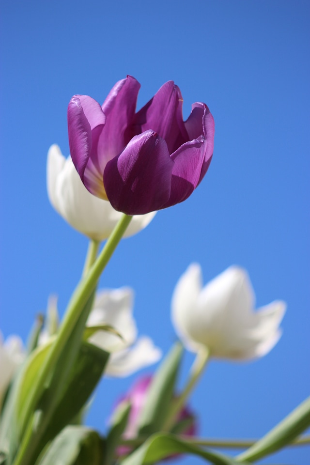 Perennial holland spring