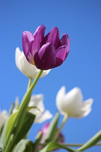 Perennial holland spring