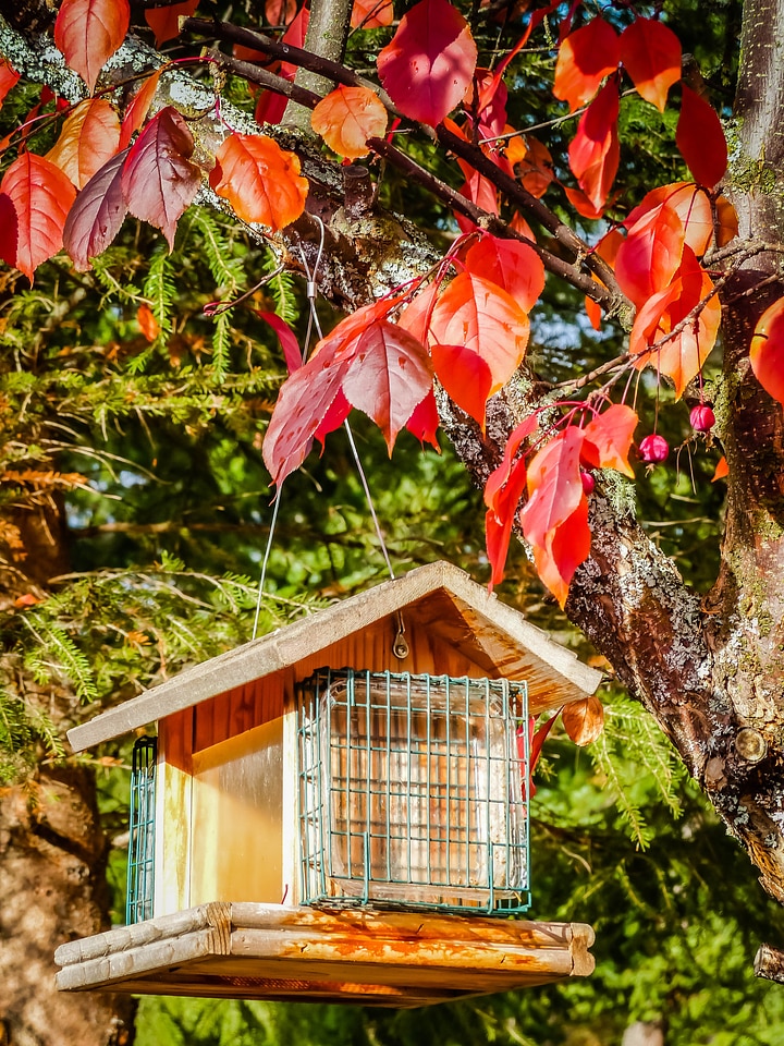 Red leaves tree
