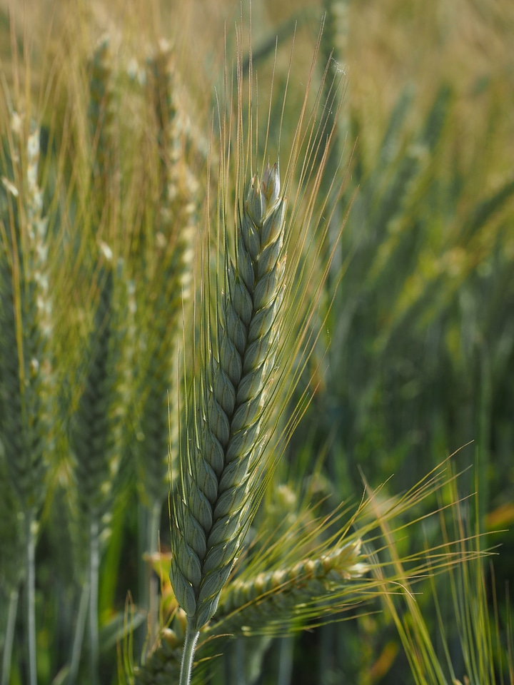 Field agriculture grain