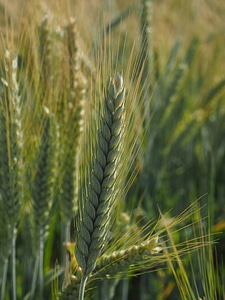 Field agriculture grain
