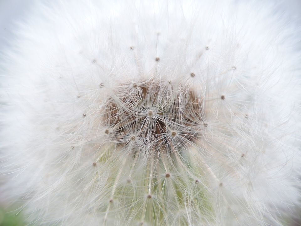 Taraxacum composites asteraceae