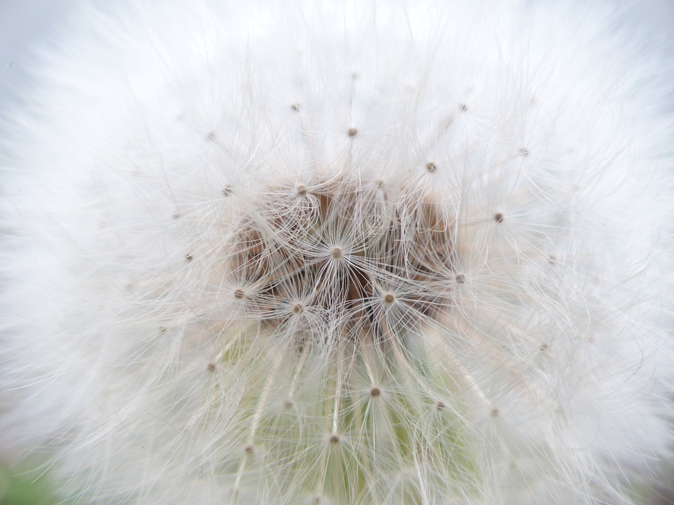 Taraxacum composites asteraceae photo