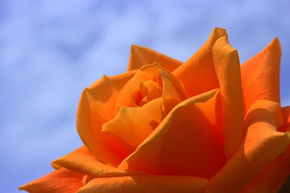 Summer flower roses