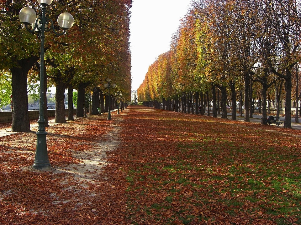 Autumn fall leaves