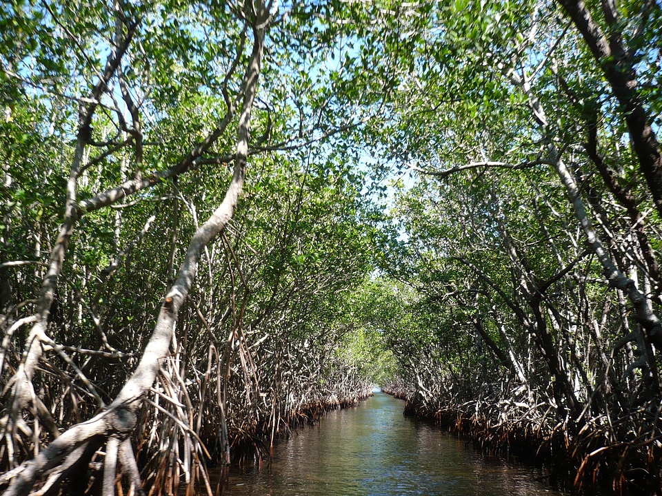 Everglades bogs marsh