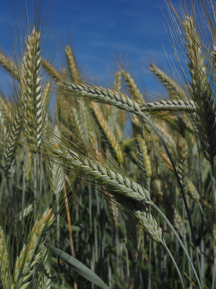 Field agriculture grain