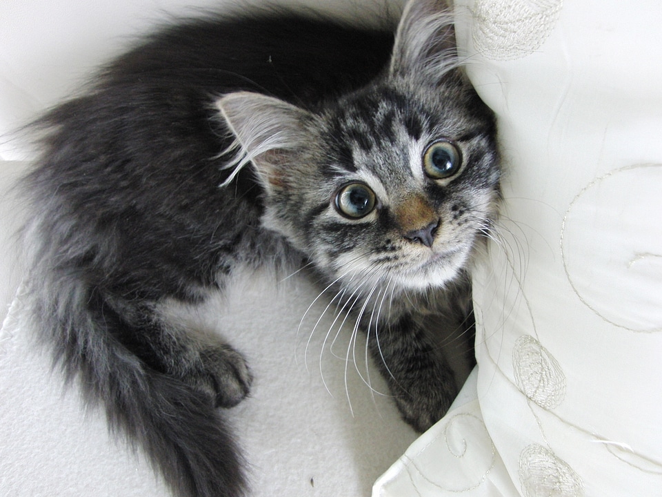 Young cat curious animal world