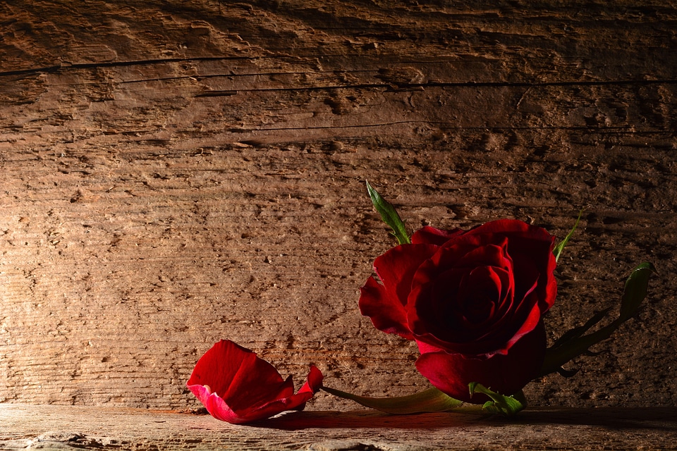 Blossom bloom red rose