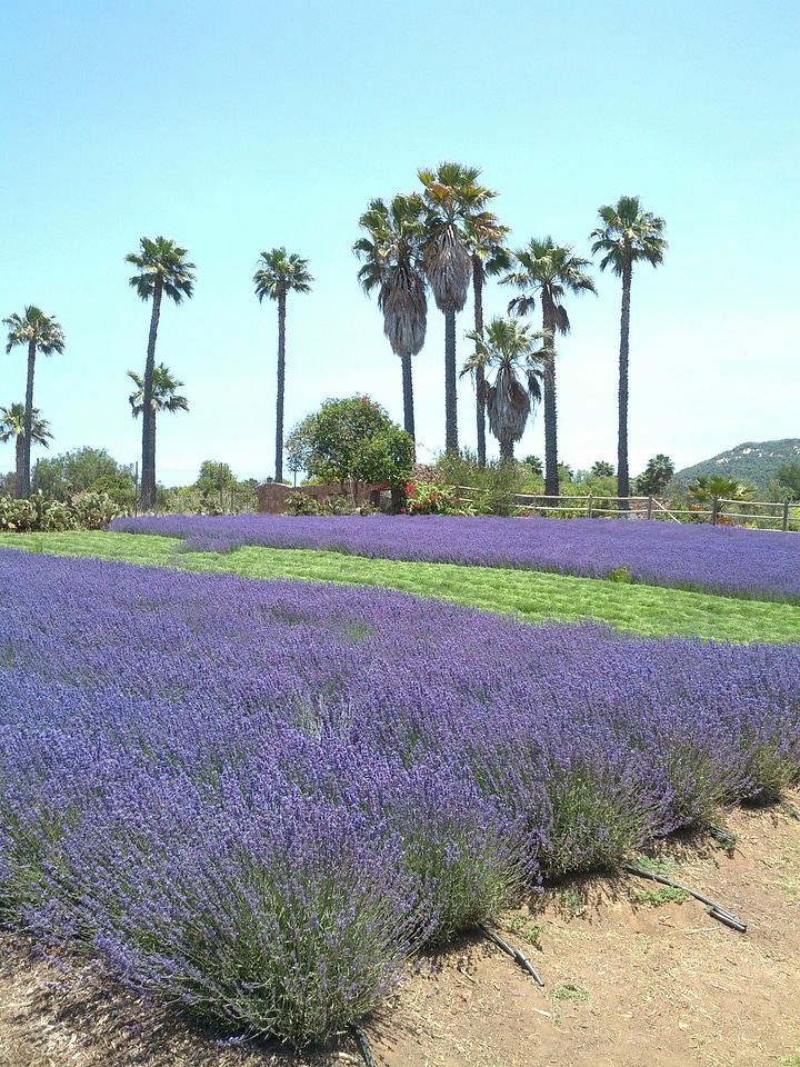 California sky floral