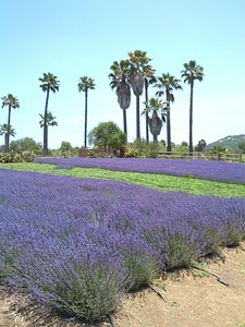 California sky floral