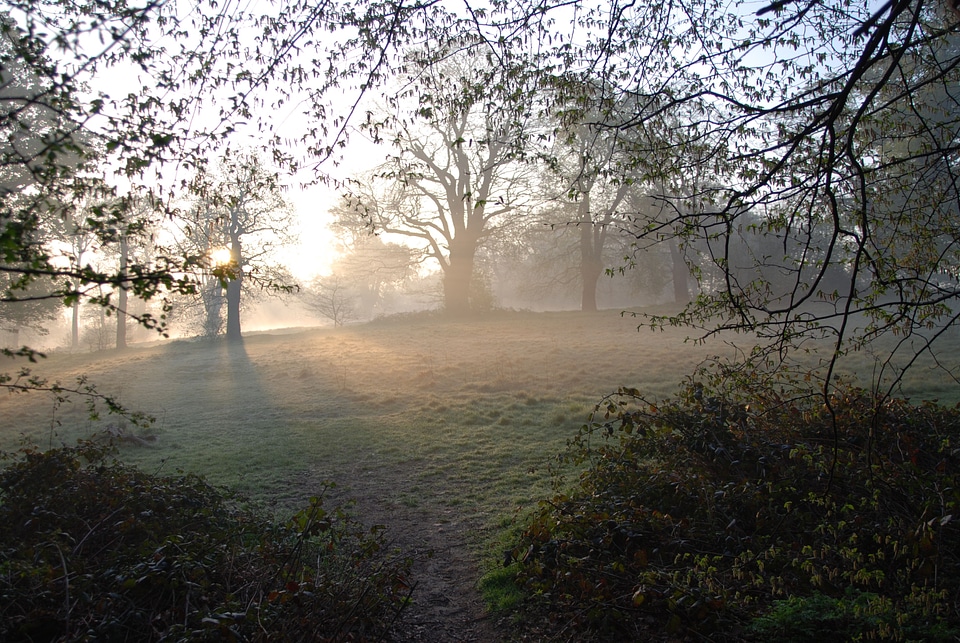 Sunrise trees serene