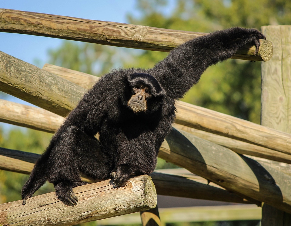 Black-furred gibbon ape lesser ape