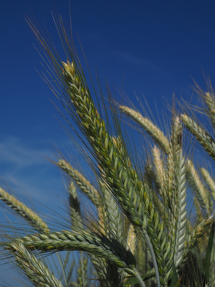 Field agriculture grain