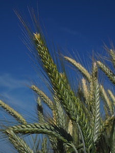 Field agriculture grain