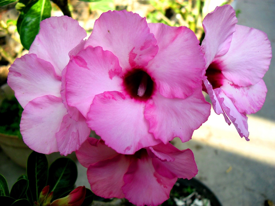 Indonesia flower adenium