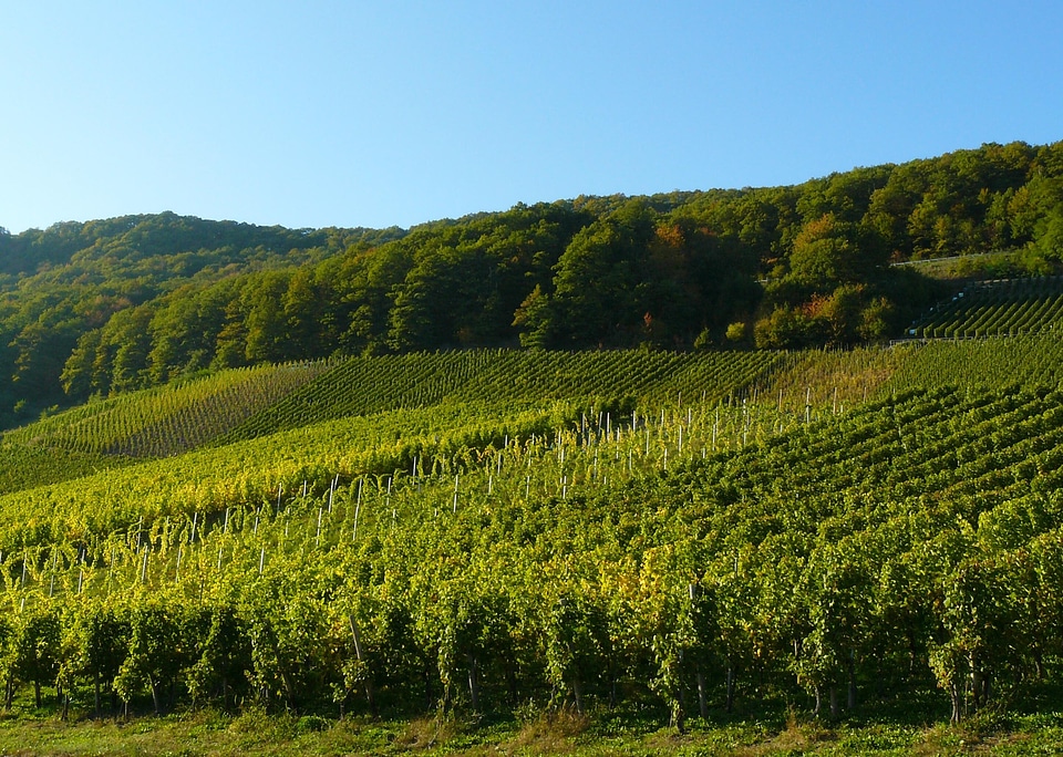 Winegrowing rebstock wine region