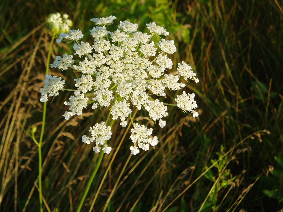Natural blossom bloom
