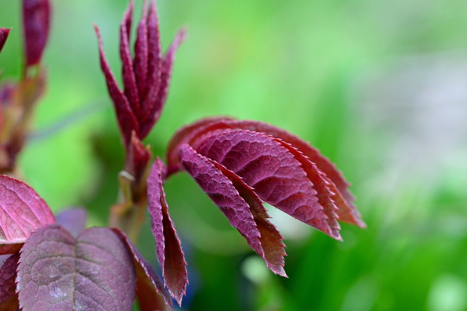 Plant natural botanical
