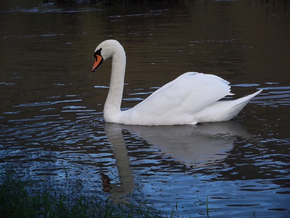 Bird waters animal