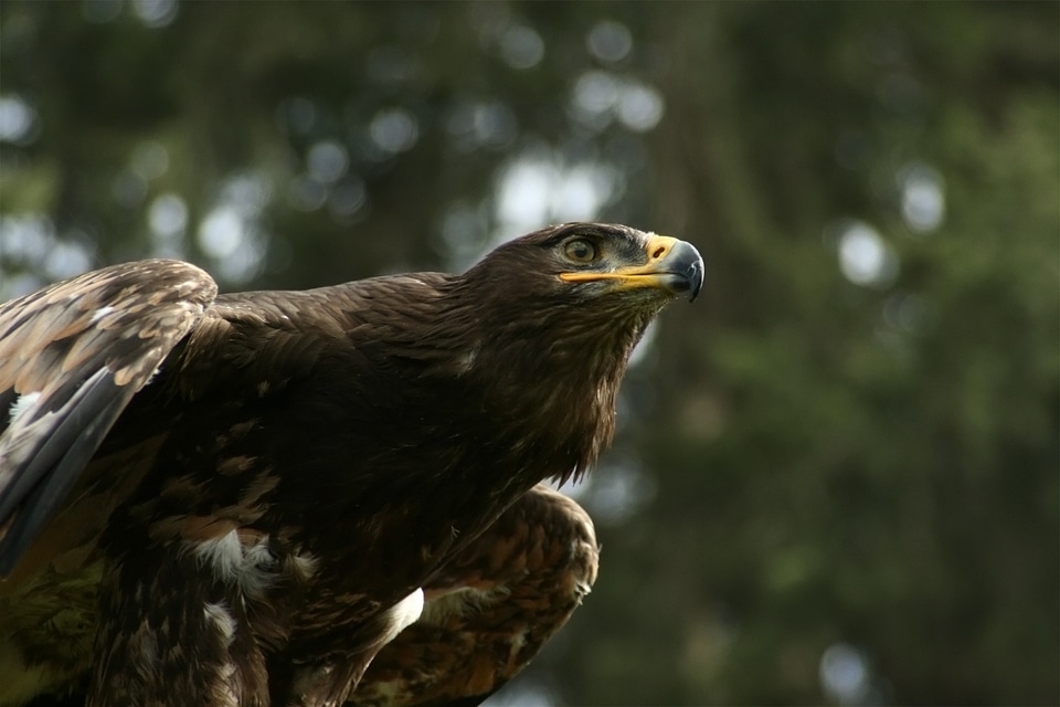 Raptor ausschau bird