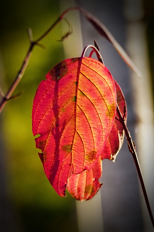 Leaf tree forest