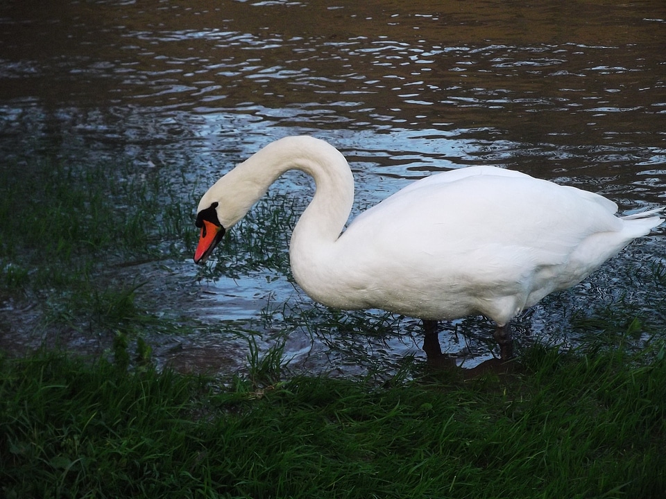 Water bird gooseneck waters