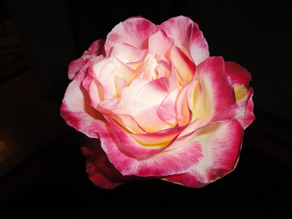 Floral blossom pink