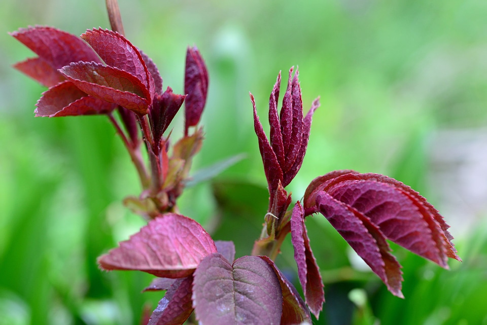 Plant natural botanical