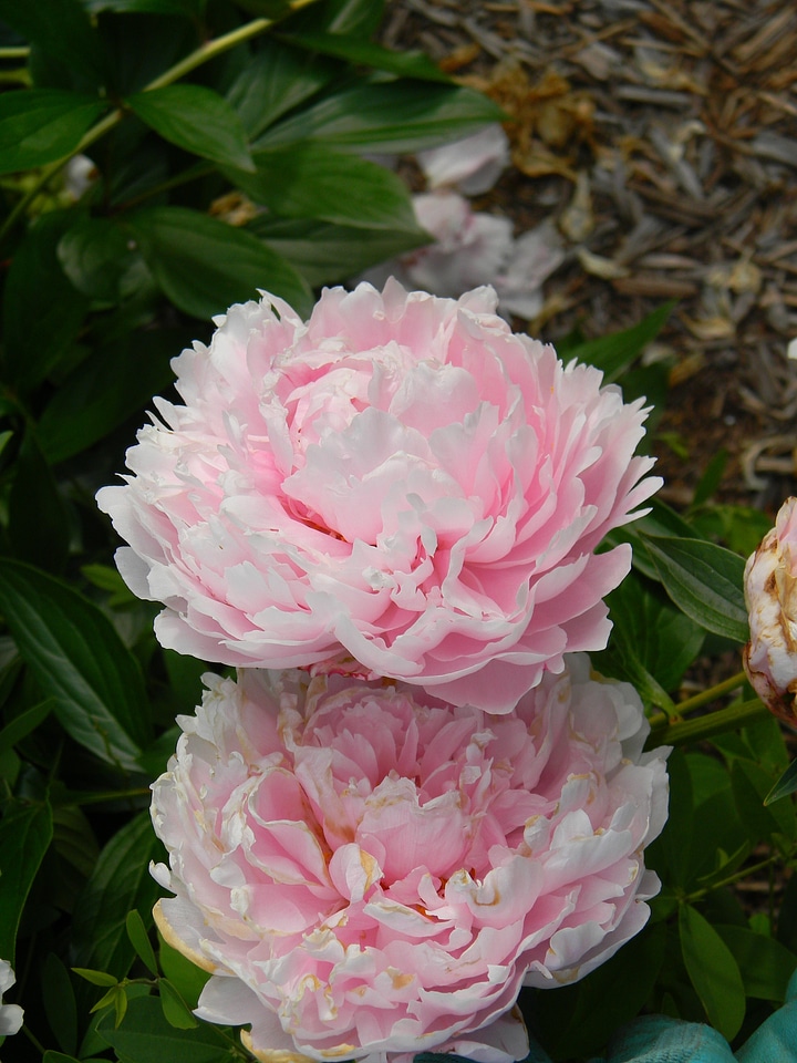 Plants natural blossom