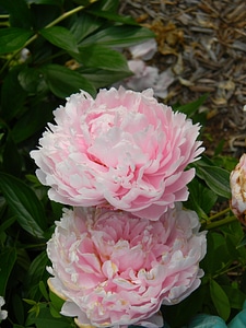 Plants natural blossom
